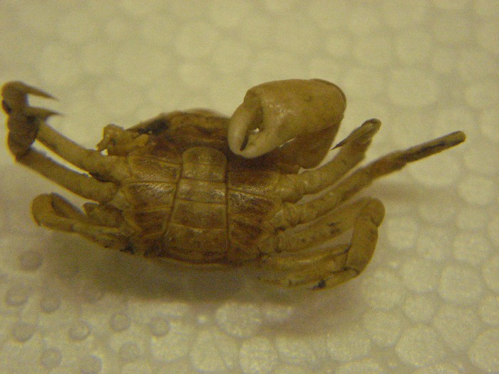 Pinnotheres pisum